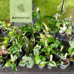 Mini Botanist Square 3 150x150